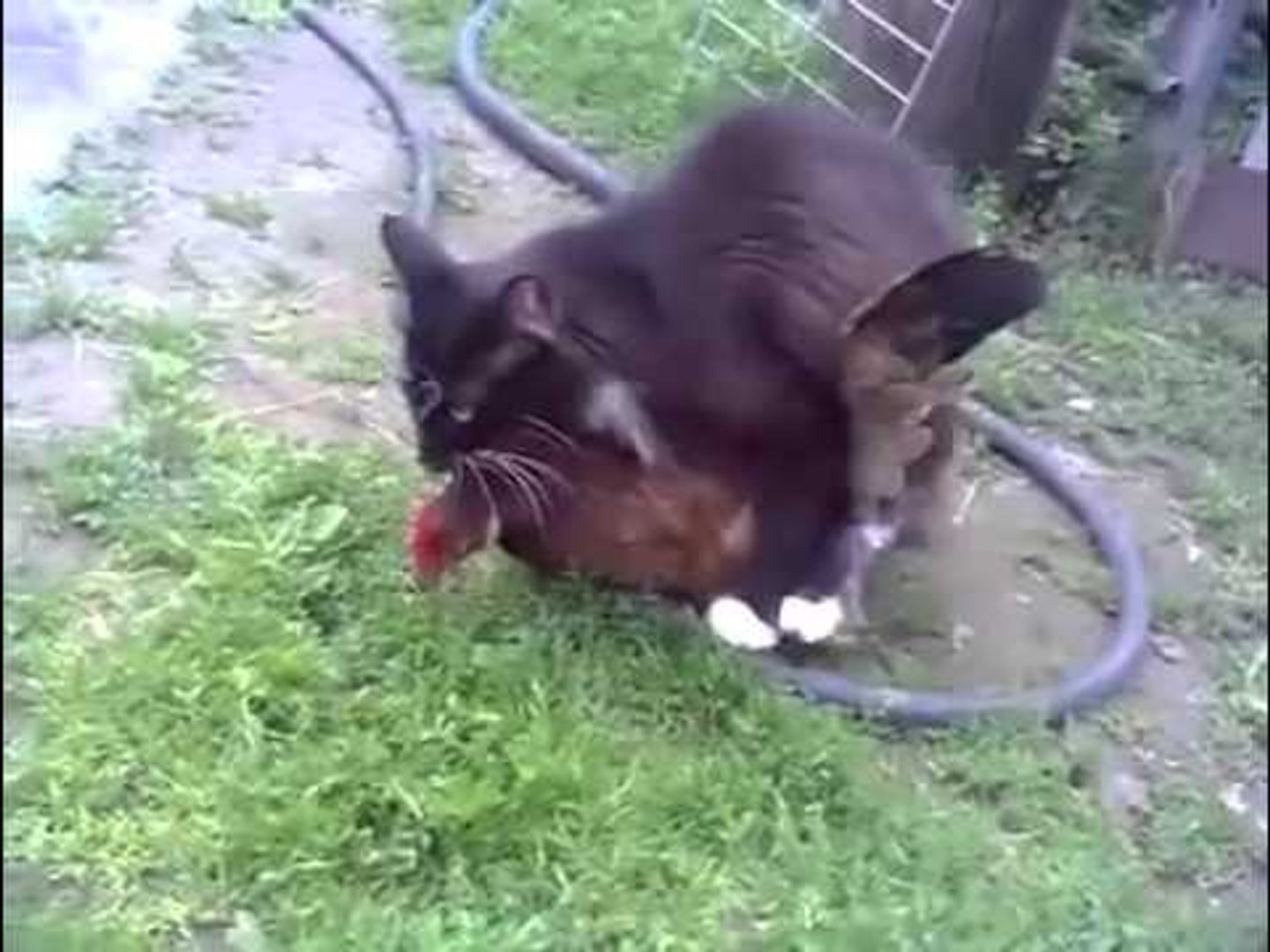 Un Chat S Accouple A Une Poule Video Dailymotion