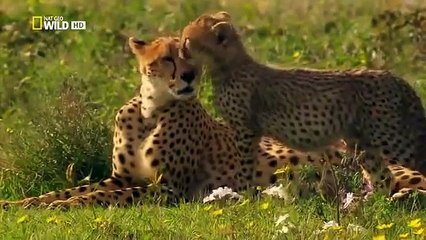National Geographic Wild - Cheetah- Fatal Instinct (Documentary)