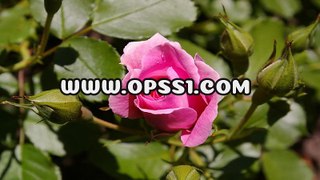 군자오피 / 산본건마 / OPSS1。COM / 구글 → 오피쓰