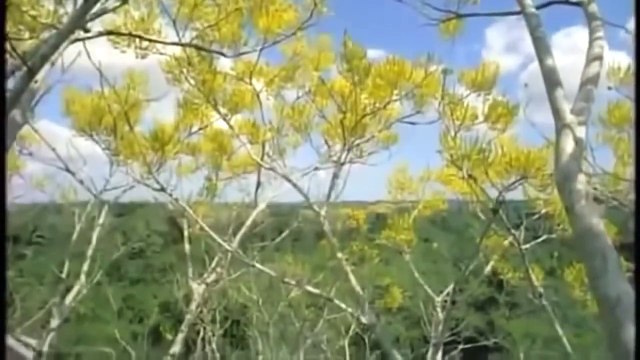 National Geographic - The Jaguar - Big Cats - Animals Nature Wildlife Documentary