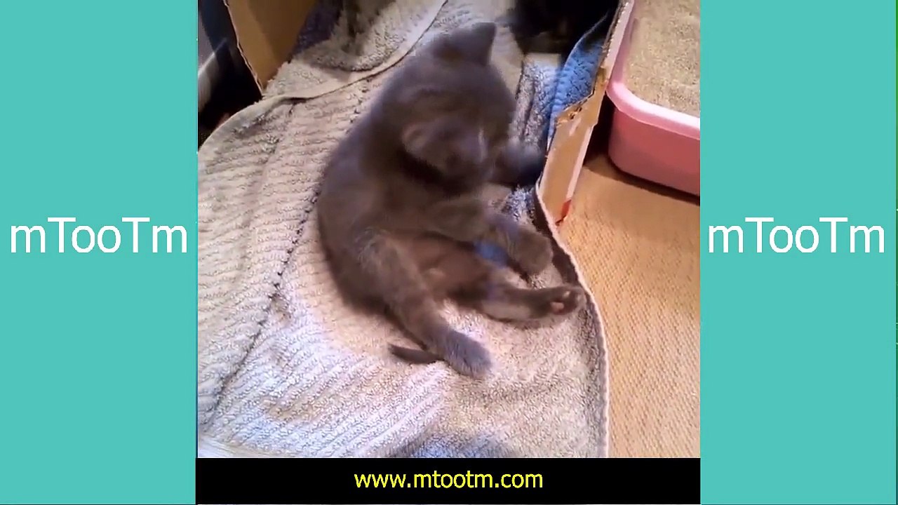 Funny Cat Fails Compilation  - Fat Cat So Cute, TRY NOT TO LAUGH OR GRIN -