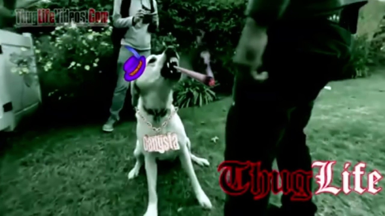 Dogs Thug Life - Ultimate Dogs Thug Life Compilation!