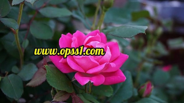 마산 OPSS1(닷컴) 마산