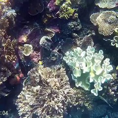Snorkeling with Moray Eel morning