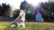 Siberian Husky Puppy Meets 8 Year Old German Shepherd Dog For The First Time DCTC Videos