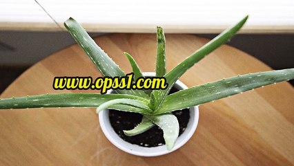 왕십리 OPSS1(닷컴) 왕십리