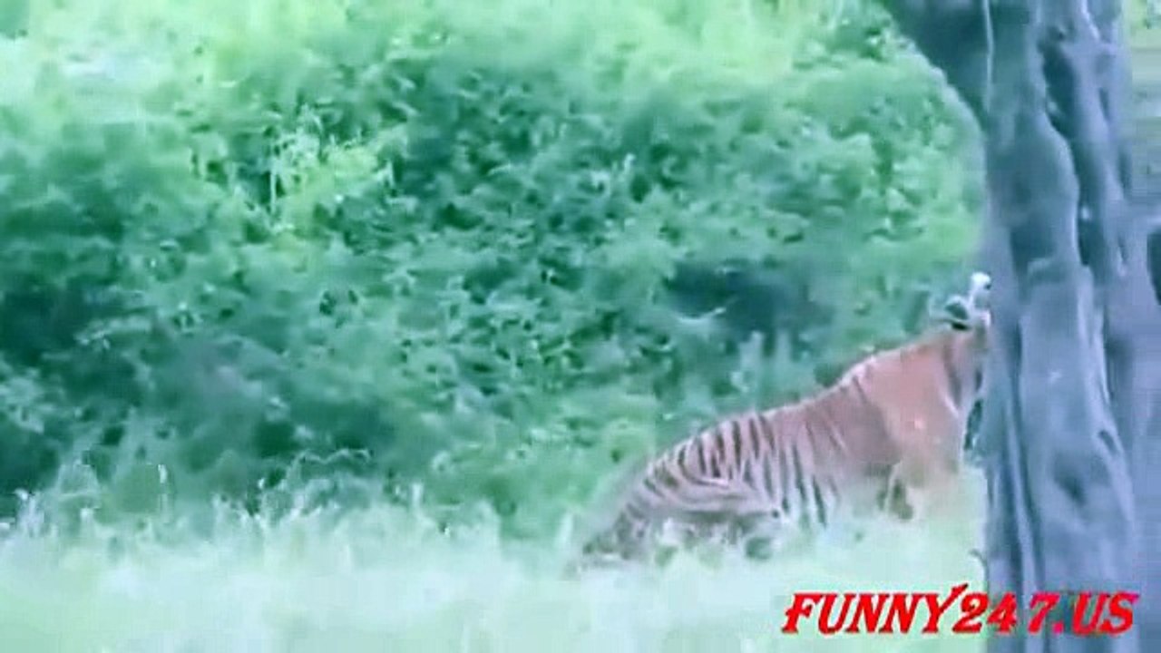 animals lion and tiger_6