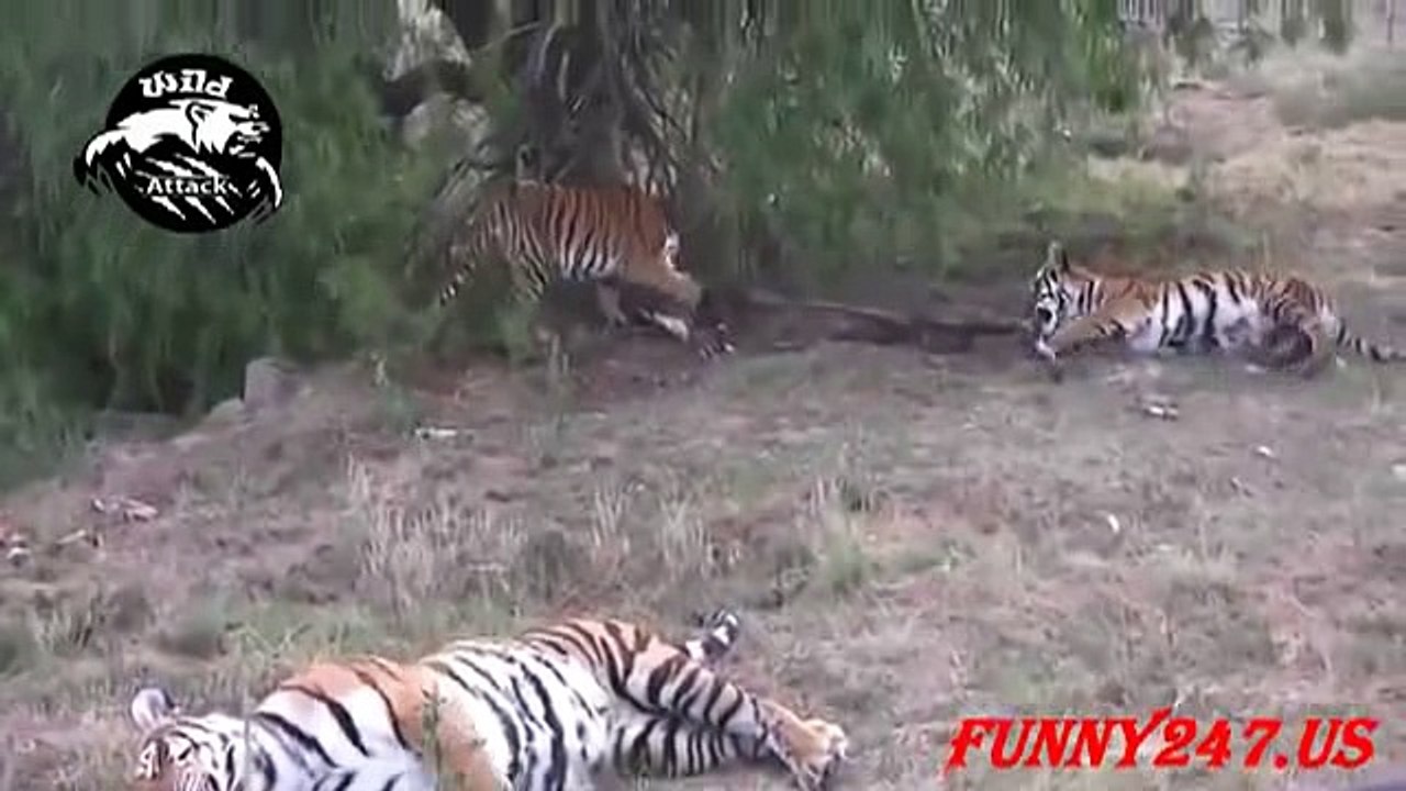 animals lion and tiger_10