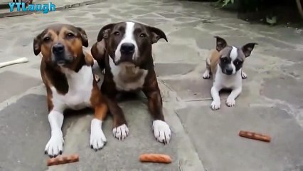 Funny videos 2016 - relax _6