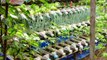 Amazing bottle garden ideas reuse plastic bottles