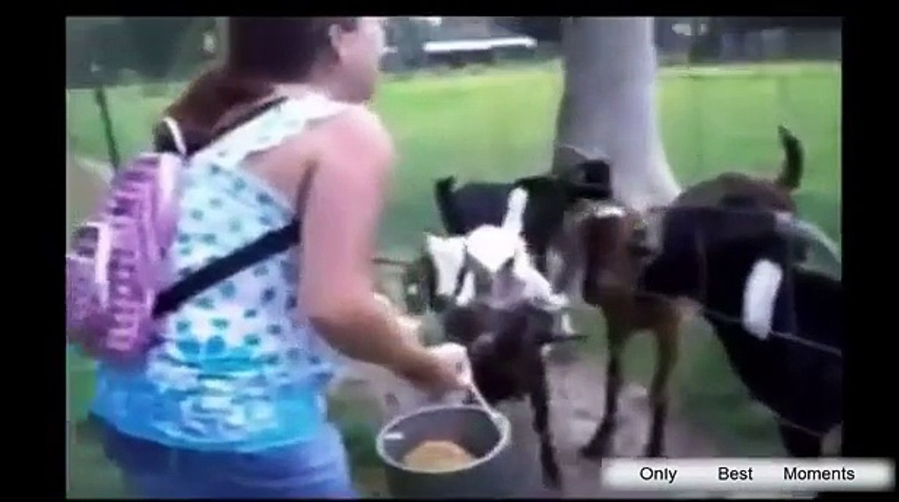 Animals making funny sounds and noises Funny animal compilation
