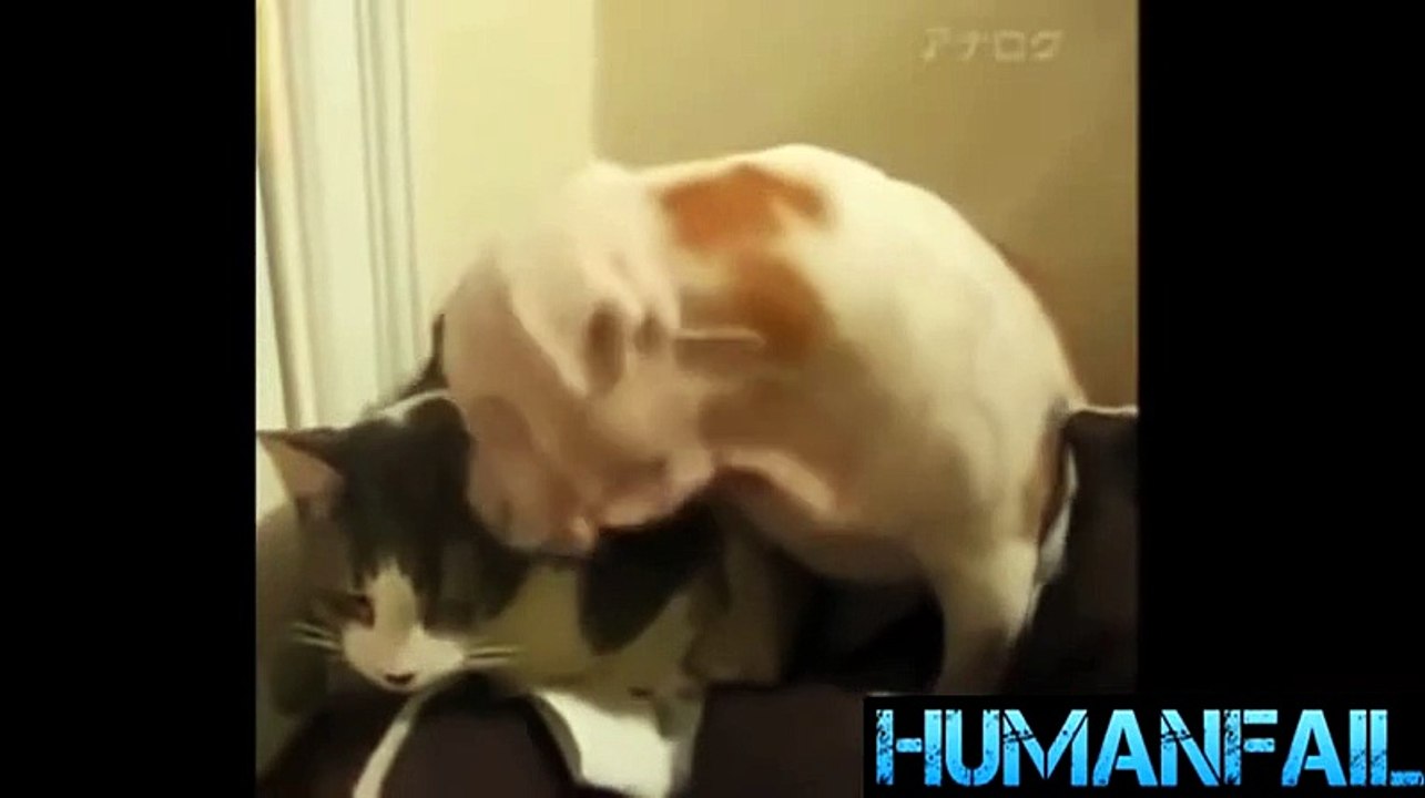 animals-funny videos-7