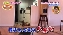 生き物にサンキュー 2016!トコトン掘り下げ隊! ネコ好きがたまらないネコの魅力 HD