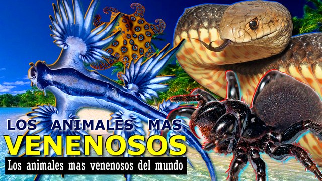 Los 10 animales mas venenosos del mundo - Los mas mortales y peligrosos