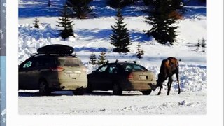 Salt Prompt Canadian Officials to Issue Moose Warning