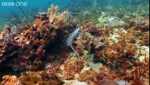 Can Cuttlefish camouflage in a living room  - Richard Hammond's Miracles of Nature - BBC One