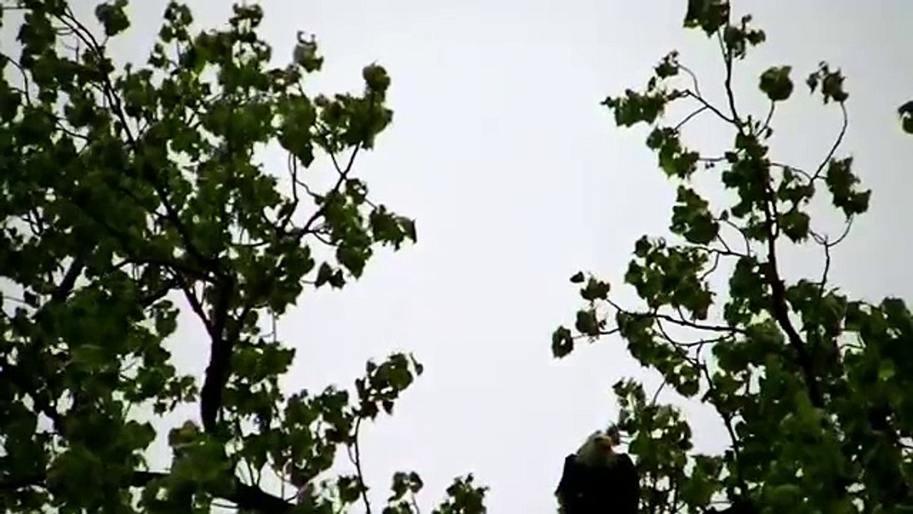 Crow Attacks Bald Eagle !