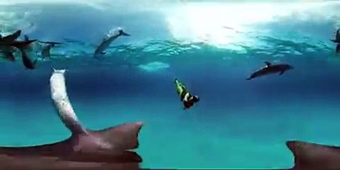 Swimming with Wild Dolphins