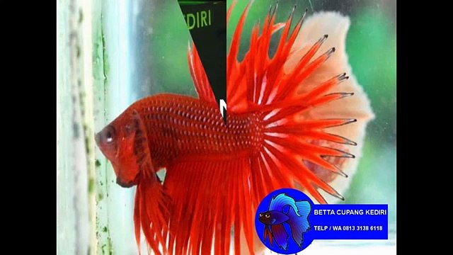 WA 0813 3138 6118 jual bibit ikan cupang bandung, bibit ikan cupang di bogor, beli bibit ikan cupang