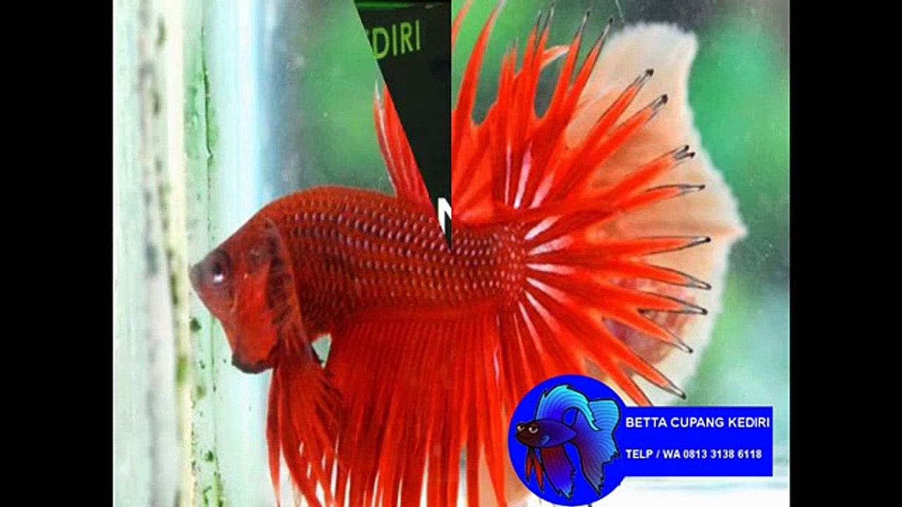 WA 0813 3138 6118 jual bibit ikan cupang bandung, bibit ikan cupang di bogor, beli bibit ikan cupang