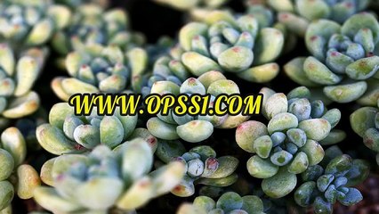 오피쓰 일산 (OPSS1 닷컴)