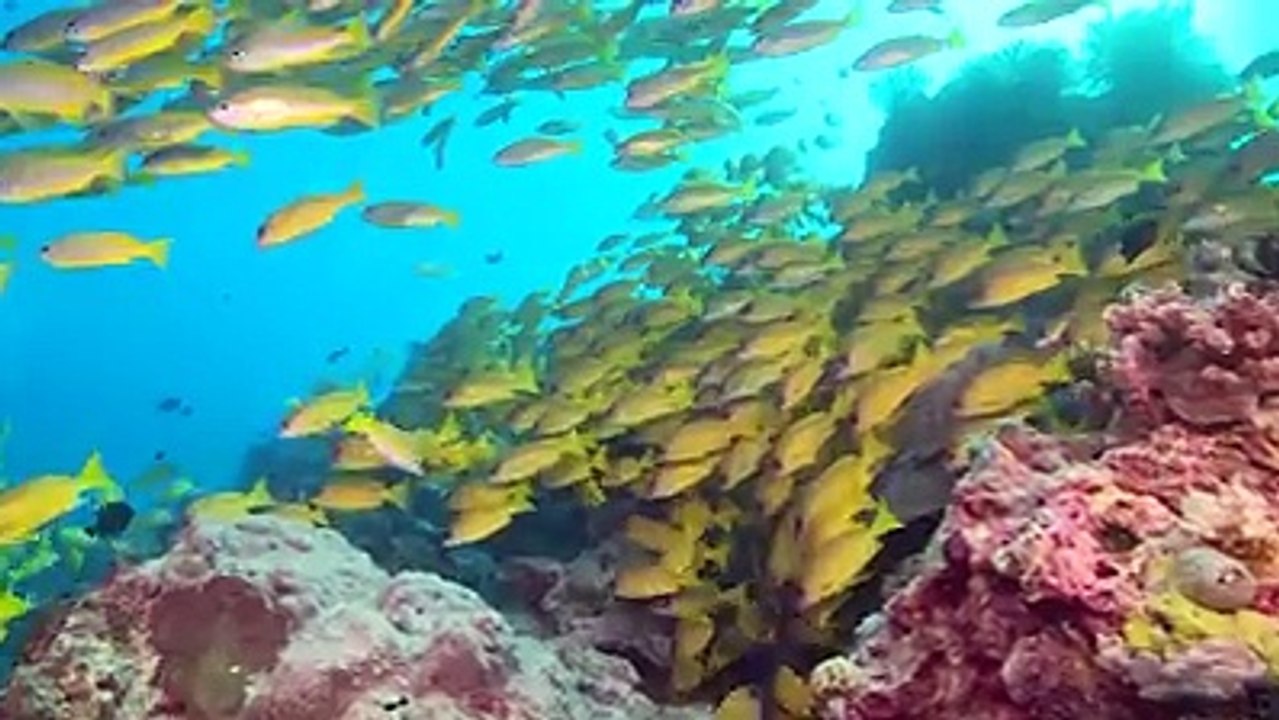 Watch 8 Divers’ reactions to their first Scuba on the Great Barrier Reef