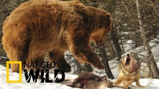 National Geographic: Wild Russia - The Secret Forest