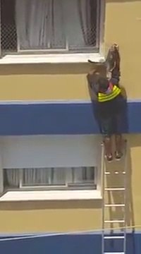 Il va risquer sa vie pour sauver un chat... Fou mais tellement beau