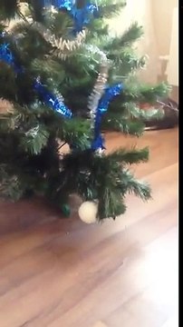 Quand ton chat éclate ton sapin de Noel
