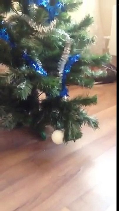 Quand ton chat éclate ton sapin de Noel