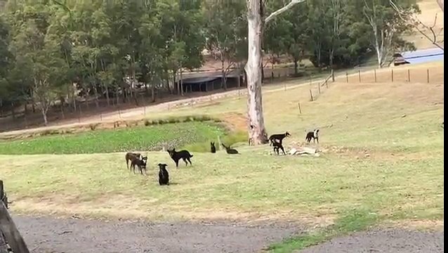 Des chiens font le Mannequin Challenge