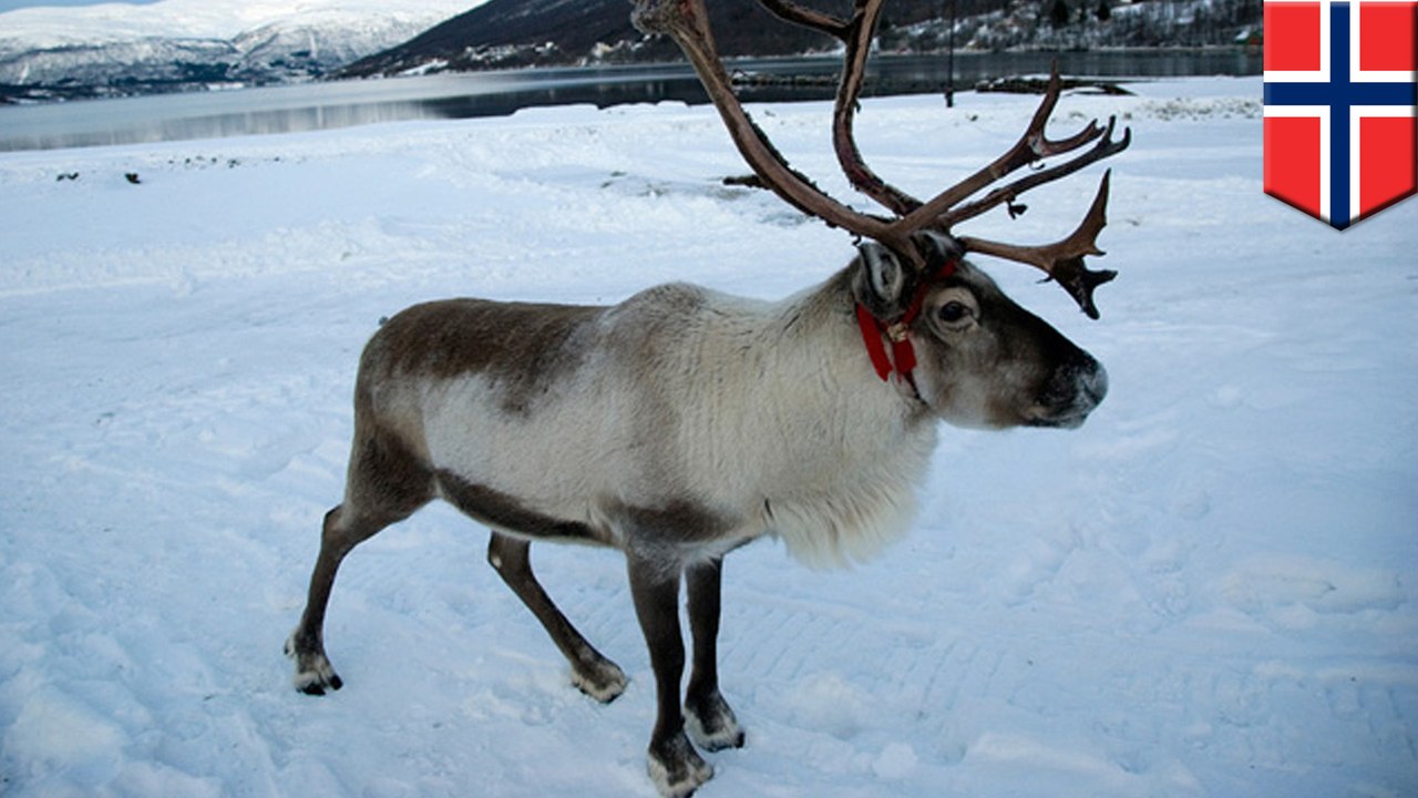 Reindeer shrinking: Climate change is causing reindeer to become stunted