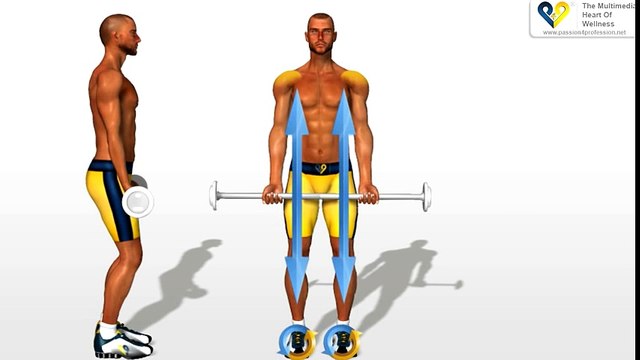 Musculation biceps avant bras debout