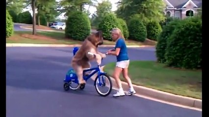 A Truly Funny, Short, Dog Video,