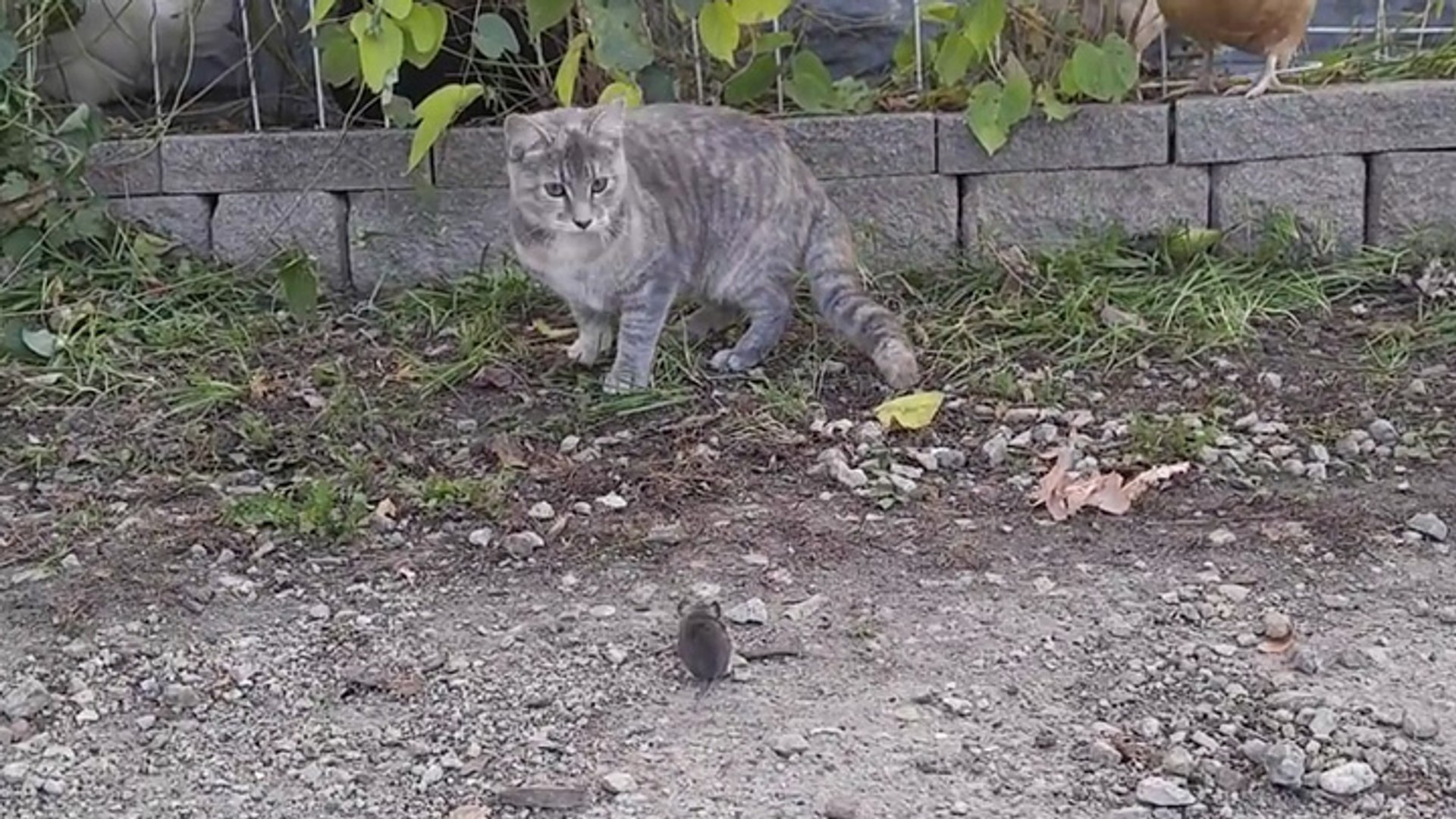 Une Poule Montre A Un Chat Comment Attraper Une Souris Video Dailymotion