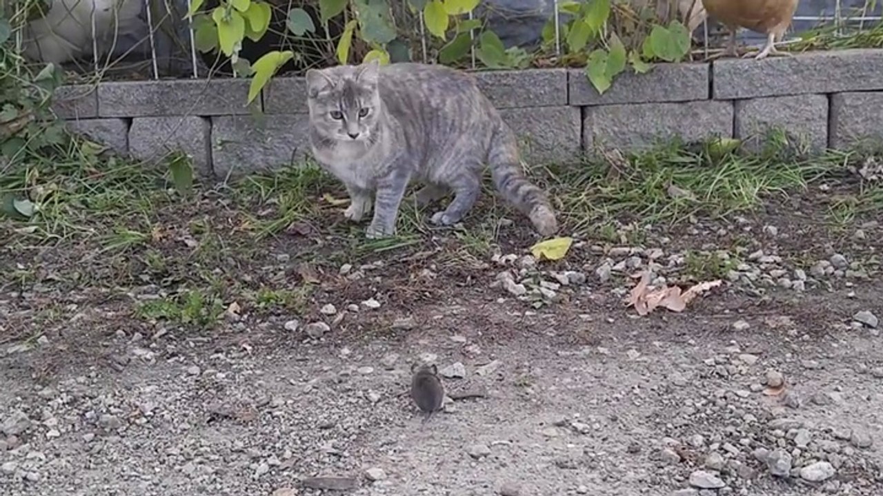 Une Poule Montre A Un Chat Comment Attraper Une Souris Video Dailymotion
