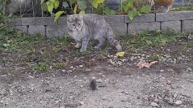 Une poule montre à un chat comment attraper une souris
