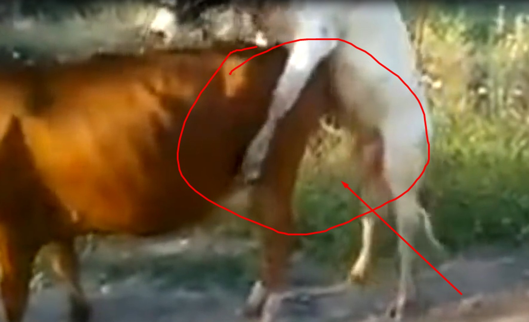 Cow Dog Xxx - New Animal Sex- Bull Crazy on Cow - video Dailymotion