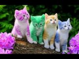 Best Funny Cute Cats and Kittens - New Funny Animals 2017