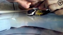 Repost Il sauve un oiseau avec un massage cardiaque et du bouche-à-bouche  Buzger 1,907 views