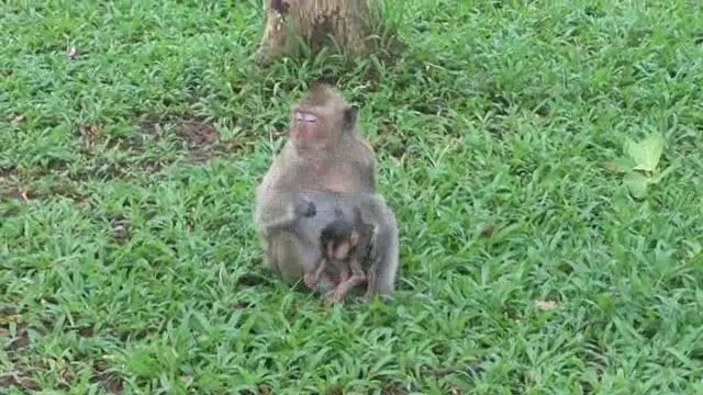 Amazing Monkey Meeting Tourist at Hun Sokhon Park, Tourist Meeting with the monkey (1)