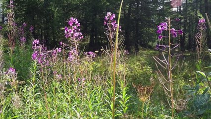 Italie : Val d'Aoste