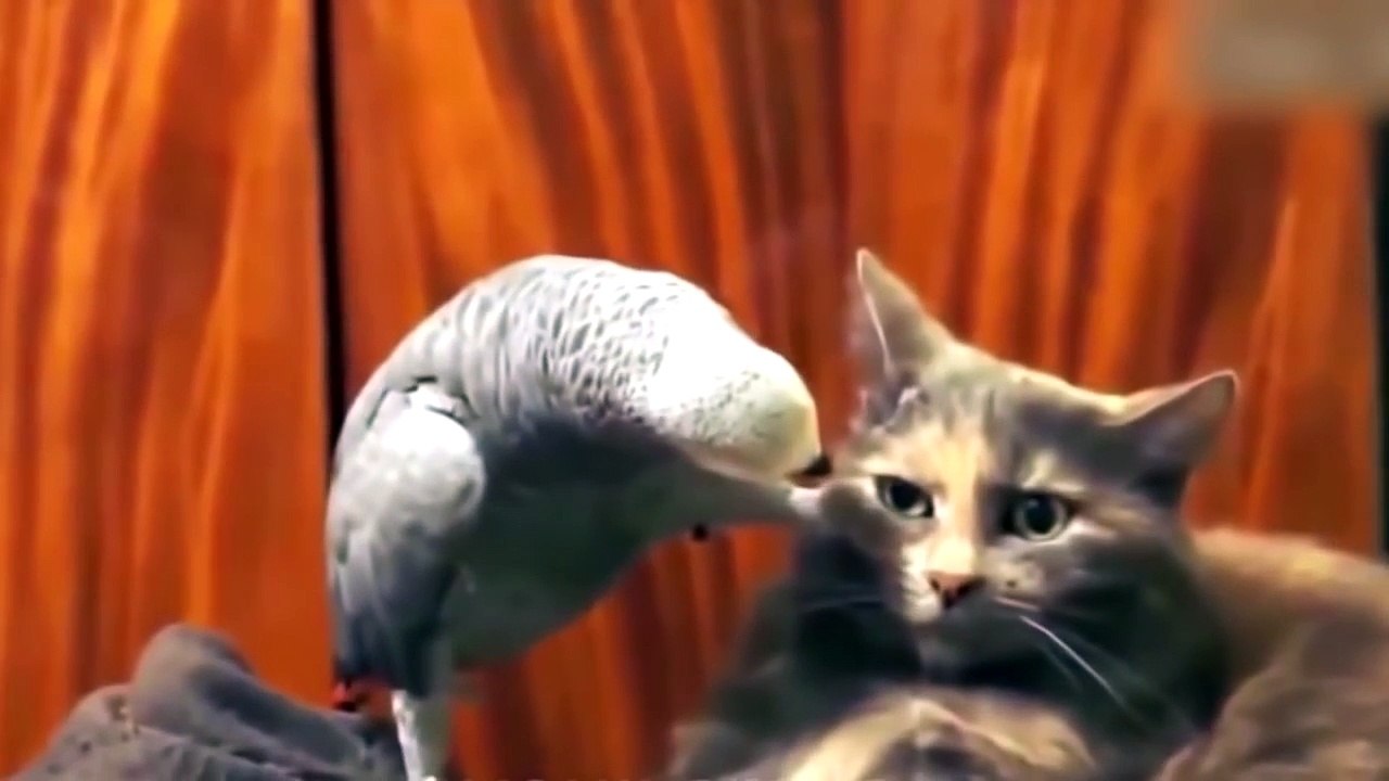 BEST, funny video jokes 2017