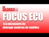 Focus Eco /  A la découverte du plumage moderne de volailles