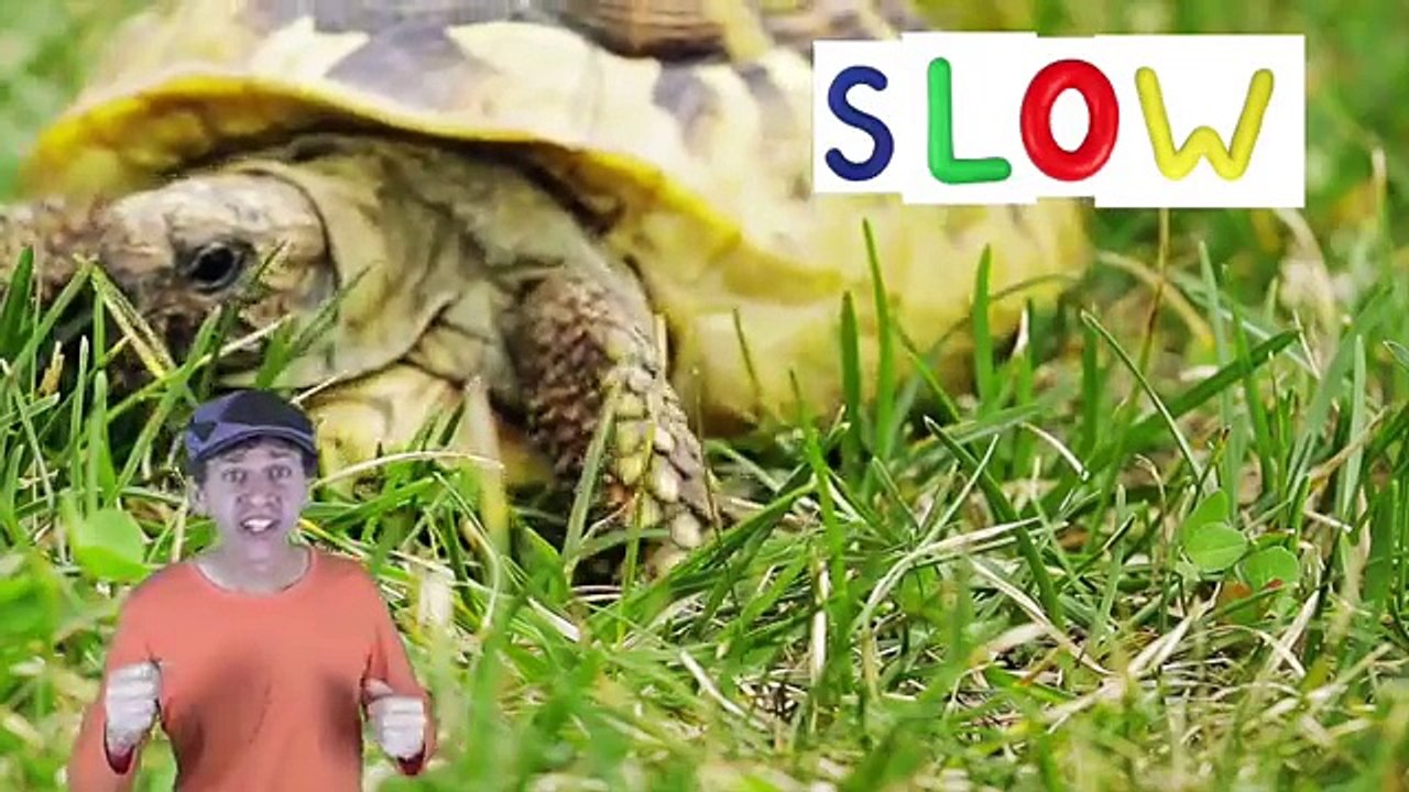 3 Songs with Matt | Big Small, Fast Slow and More [ 7 Minutes ] Learn English Kids