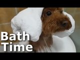 Cutest Puppies Bath Compilation Best Ever 2017 HD