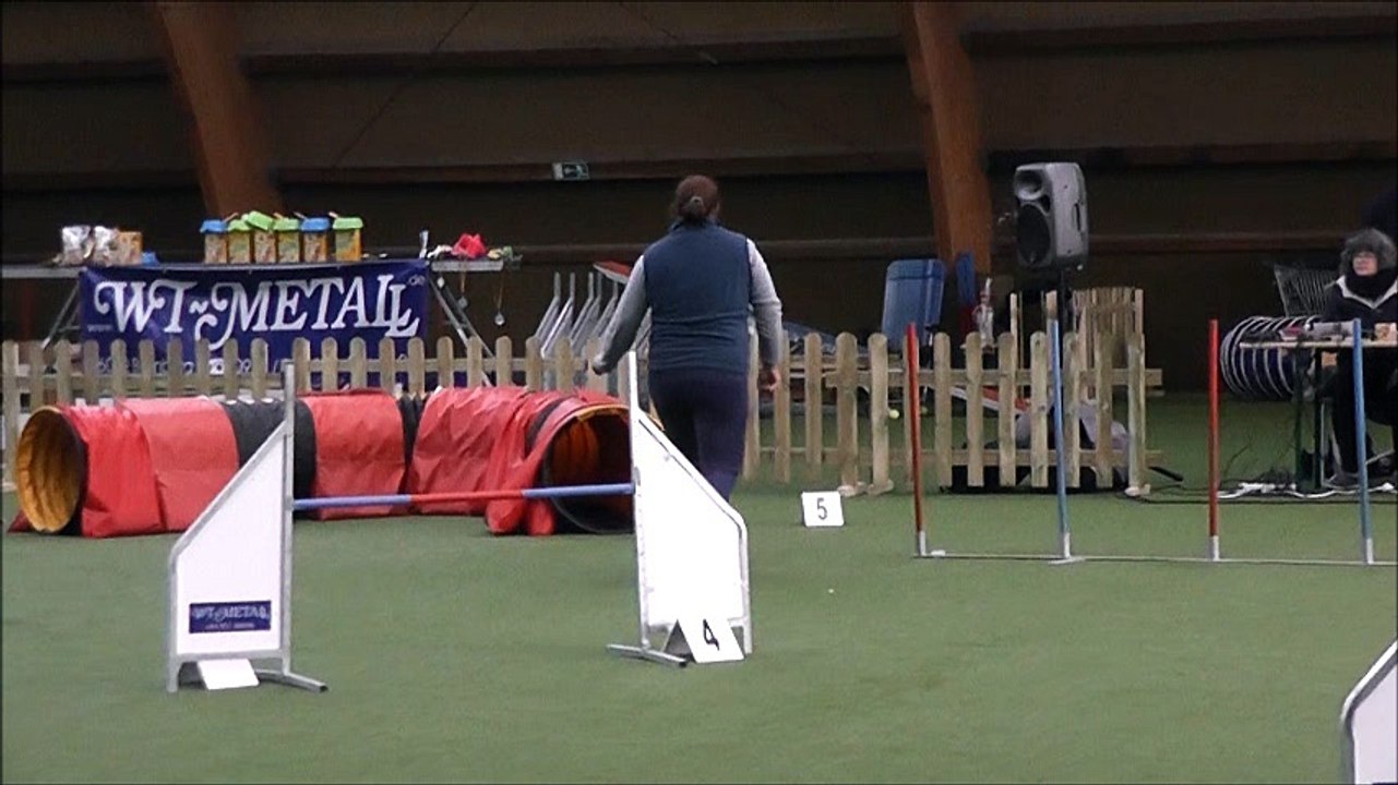 Lilou 1er concours d'agility 4pawstrophy décembre 2016