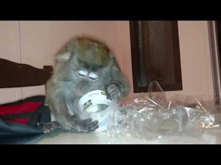 Monkey Struggles to Figure Out How Sticky Tape Works