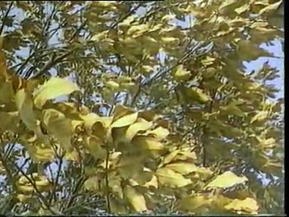 Pretty Dancing Trees | Classic Tree Song For Kids
