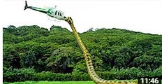 Amazing Wild Animals Attacks #30 Giant snake Anaconda Attack - Largest snake longest python